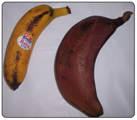Baby and Red Banana